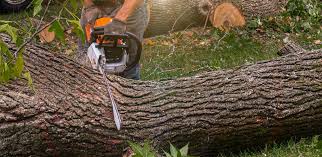 Best Hazardous Tree Removal  in Fayette, LA