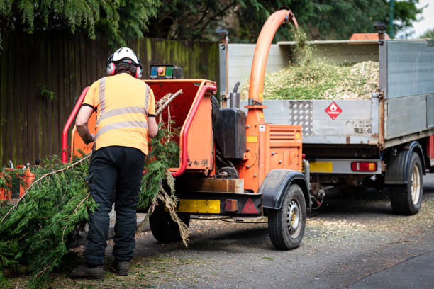 Best Arborist Consultation Services  in Fayette, LA