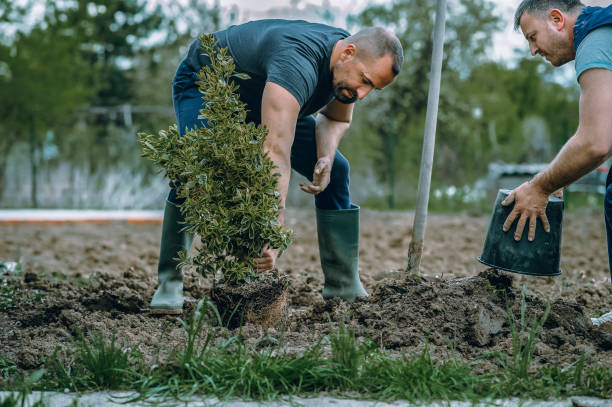 Best Palm Tree Trimming  in Fayette, LA