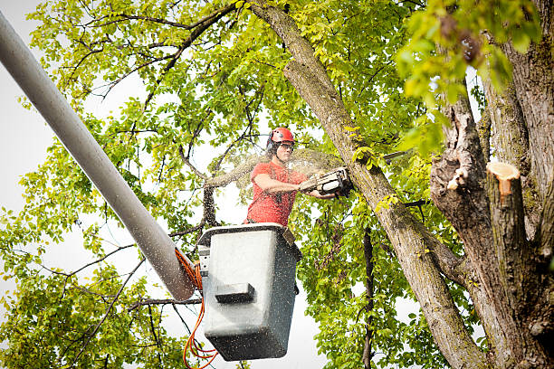 Best Seasonal Cleanup (Spring/Fall)  in Fayette, LA