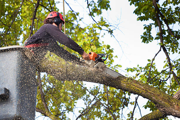 Best Tree Risk Assessment  in Fayette, LA